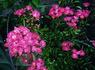 Martha's Vineyard rose photo