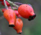 <i>Rosa rubiginosa</i> 'Duplex' rose photo