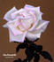 Alice Bracegirdle rose photo
