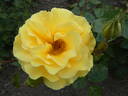 Westart rose photo