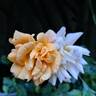 Bentheimer Gold ® rose photo