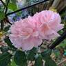 Aloha rose photo