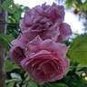 Bienvenue rose photo
