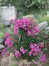 Sibelius ® rose photo
