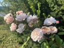 Jean Stephenne rose photo