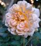 Dame Judi Dench rose photo