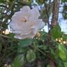 Martine Guillot ® rose photo