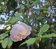 Martine Guillot ® rose photo