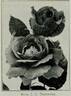 J.C. Thornton rose photo