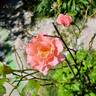 Paris d'Yves St. Laurent rose photo