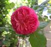 Theo Clevers ™ rose photo