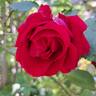 George Dickson rose photo