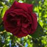 George Dickson rose photo