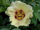 Golden Experience peony photo