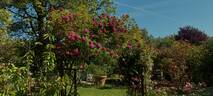 Rosemary Viaud rose photo