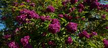 Rosemary Viaud rose photo