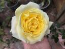 Larger Than Life rose photo