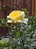 Larger Than Life rose photo