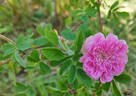 R. cinnamomea plena rose photo