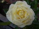 Limona rose photo