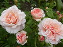 Rose de Tolbiac rose photo