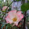 Betty Boop ™ rose photo