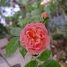Colette rose photo