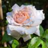Catherine Frot rose photo