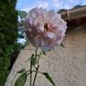A Whiter Shade of Pale rose photo