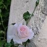 A Whiter Shade of Pale rose photo