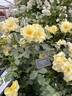 Ashton Wold rose photo