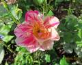 The King's Rose rose photo