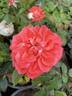 Colour Wonder rose photo