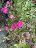 Goethe rose photo