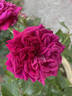 Clara Thomson rose photo