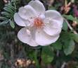 Jacqueline du Pré rose photo