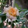 Dame Judi Dench rose photo