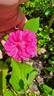 C03-3 rose photo