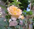 Dame Judi Dench rose photo
