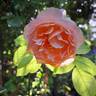 Polka ™ rose photo