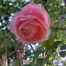 Pink Voluptia rose photo