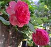 Theo Clevers ™ rose photo