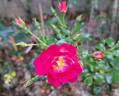 Neon ™ rose photo