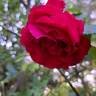 George Dickson rose photo