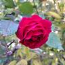 George Dickson rose photo