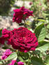 Carolyn Supinger rose photo