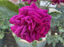 Clara Thomson rose photo