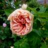 Star of the Republic rose photo