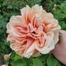 Star of the Republic rose photo