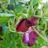 Night Owl ™ rose photo